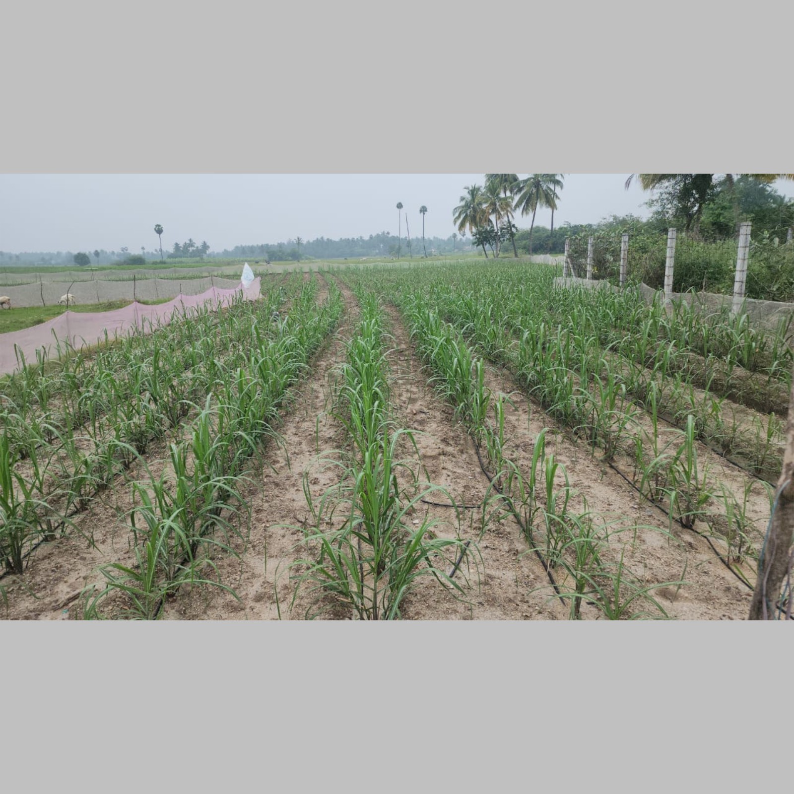 sugarcane